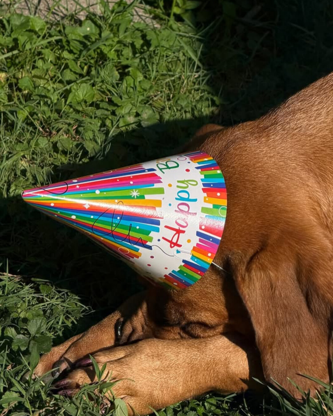 Birthday dog