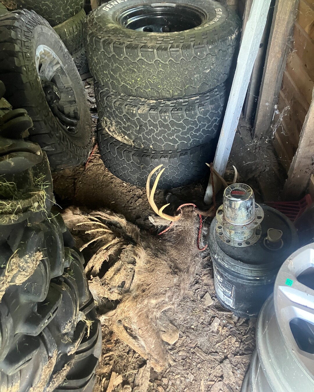 Poachers den